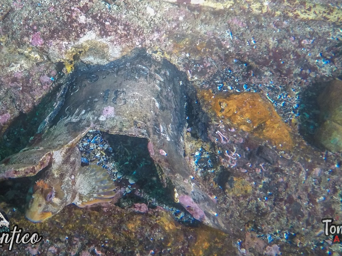 Virent, un pecio de&nbsp;1890